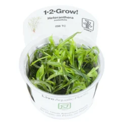Tropica In Vitro 1-2-grow! Heteranthera Zosterifolia