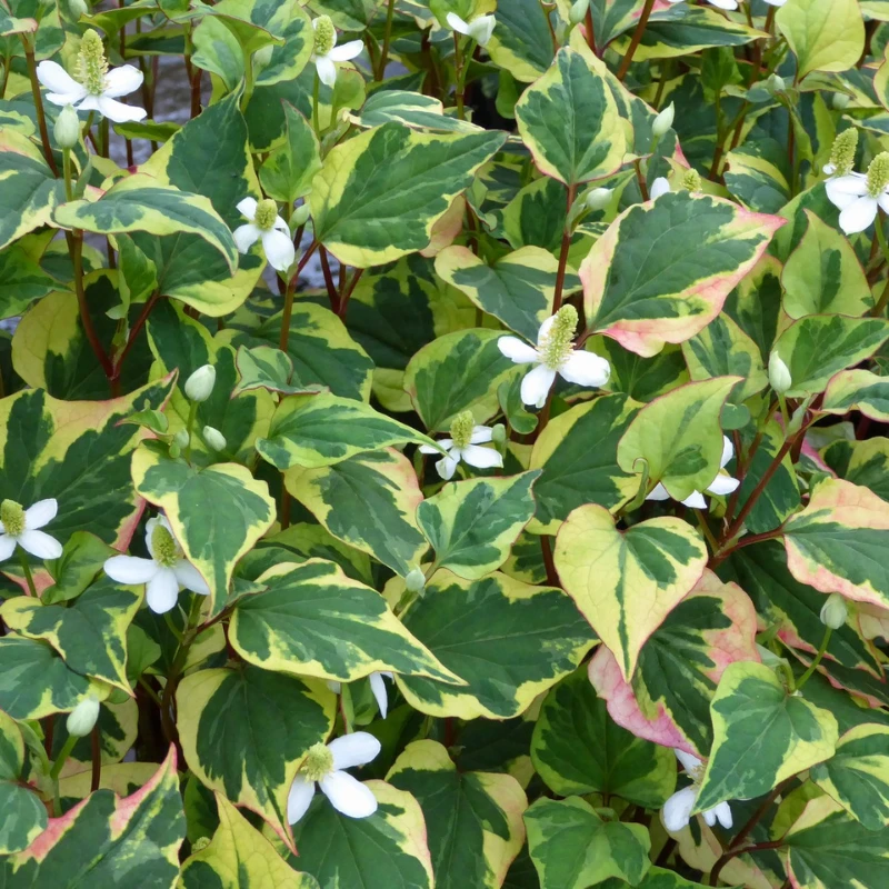 Houttuynia Cordata Chameleon - Image 3