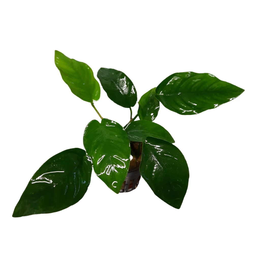Anubias Barteri Nana Live Plant Potted - Image 2