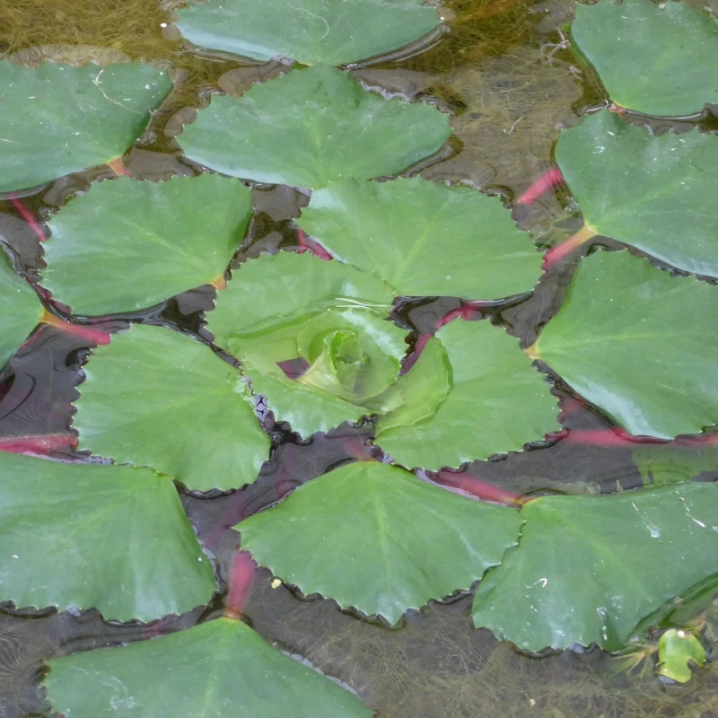 Trapa Natans Water Chestnut - Image 3