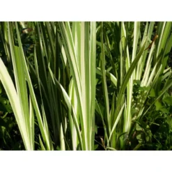 Acorus Calamus Variegatus 1 Litre And 3 Litre Live Plant