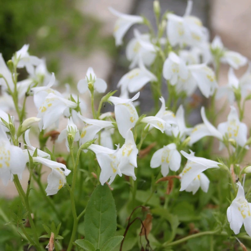 Mazus Reptans Alba White Chinese Marshflower - Image 4
