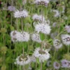 Mentha Pulegium Pennyroyal