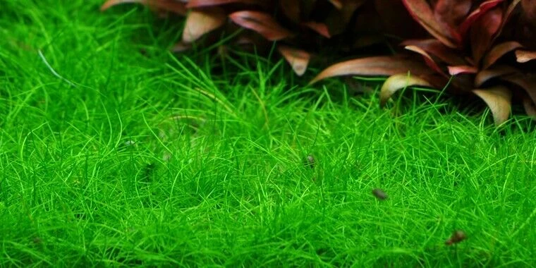 Tropica In Vitro 1-2-grow!Eleocharis Acicularis 'Mini' - Image 2