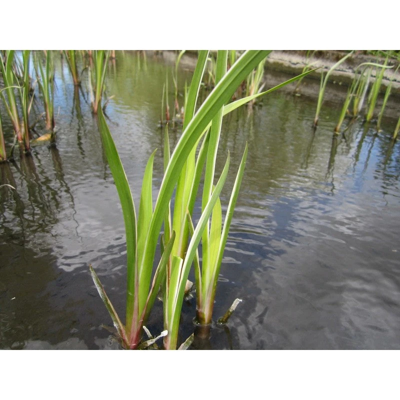 Acorus Calamus Variegatus 1 Litre And 3 Litre Live Plant - Image 4