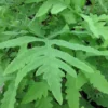 Onoclea Sensibilis Sensitive Fern