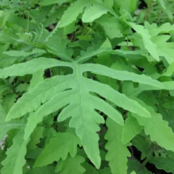 Onoclea Sensibilis Sensitive Fern