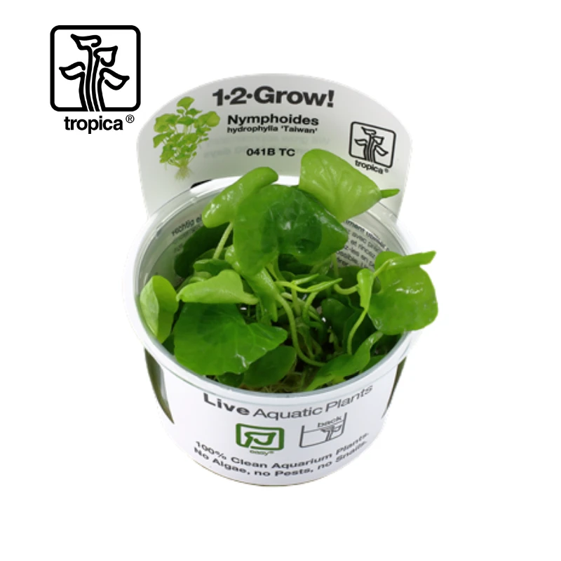 Tropica In-Vitro 1-2-Grow! Nymphoides Hydrophylla 'Taiwan' - Image 3