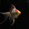 Sarasa Goldfish 5-6"