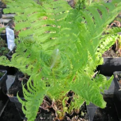 Matteuccia Struthiopteris Ostrich Shuttlecock Fern