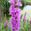 Lythrum Salicaria Purple Loosestrife 9cm Pond Plant