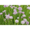 Allium Schoenoprasum Chives