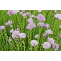 Allium Schoenoprasum Chives