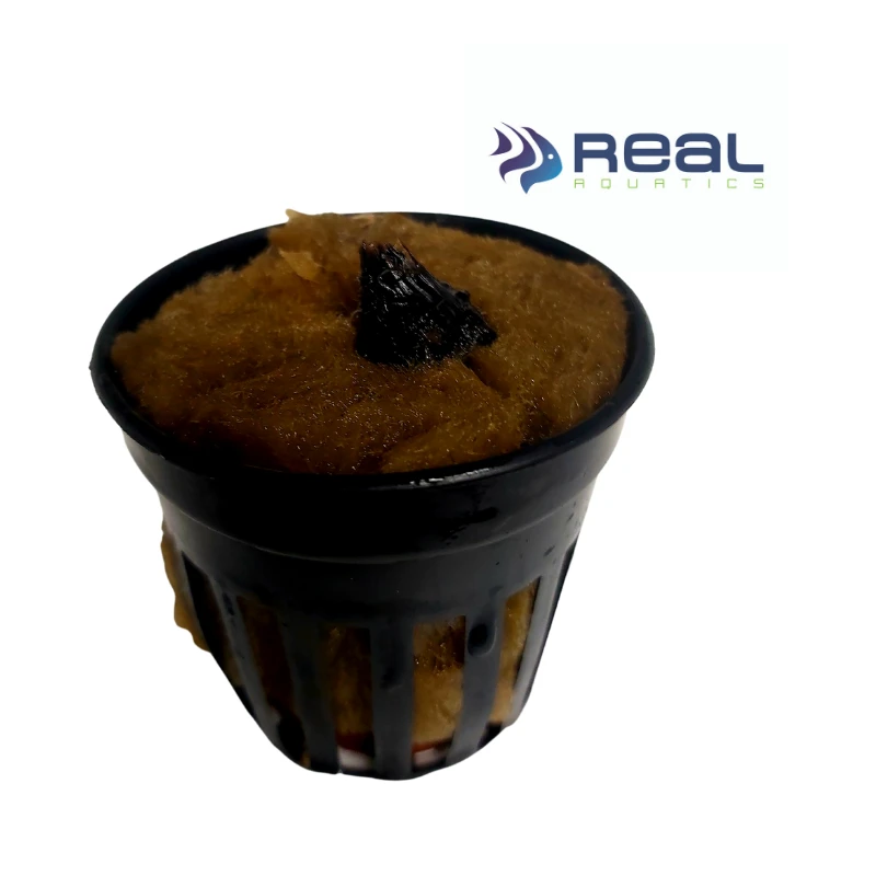 Red Tiger Lotus Plant - Image 2