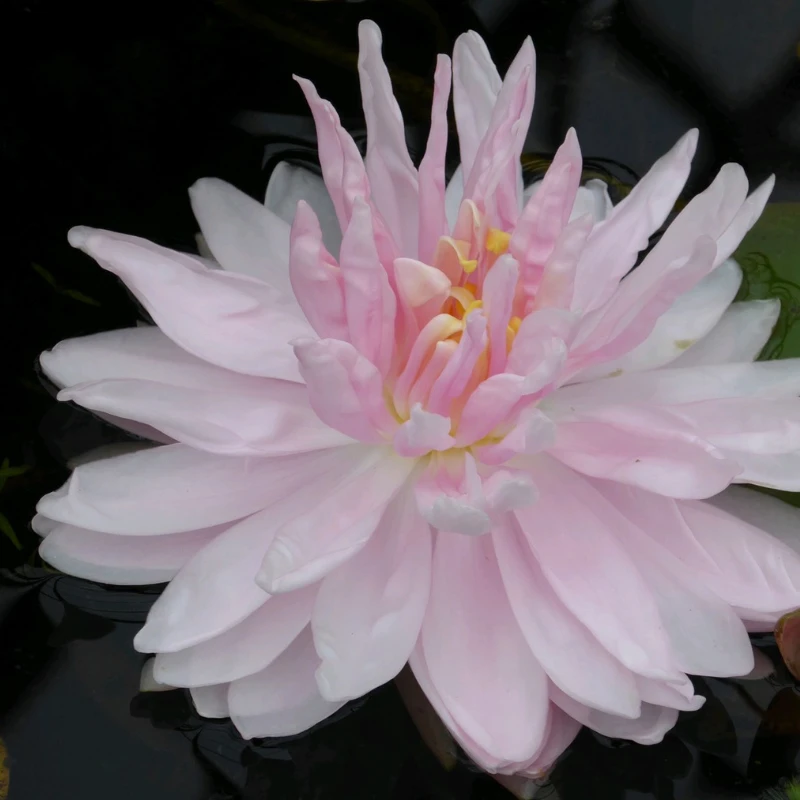 Nymphaea Gloire Temple Sur Lot Water Lily 3 Ltr - Image 3