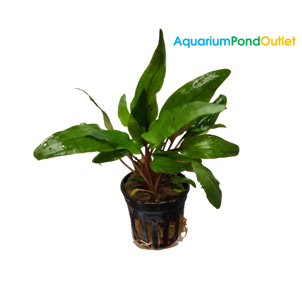 Cryptocoryne Undulata Live Plant Potted - Image 3