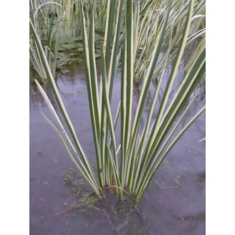 Acorus Calamus Variegatus 1 Litre And 3 Litre Live Plant - Image 2