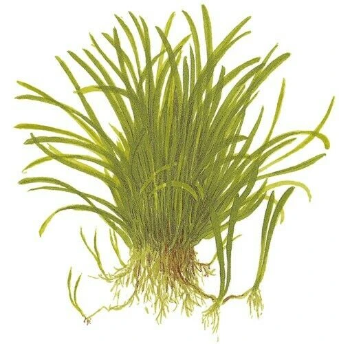 Tropica In Vitro 1-2-grow! Lilaeopsis Brasiliensis - Image 3