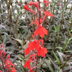 Lobelia Fulgens Queen Victoria