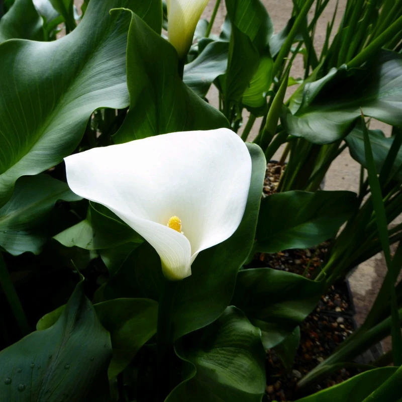 Zantedeschia Aethiopica 'Crowborough' Arum Lily 1Ltr Pond Plant - Image 3