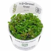 Tropica In Vitro 1-2-grow! Bacopa Caroliniana
