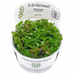Tropica In Vitro 1-2-grow! Bacopa Caroliniana