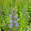Lobelia Siphilitica Great Blue Lobelia