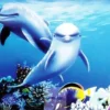 Penn-Plax Penn Plax 3D HD Aquarium Background Dolphin 51 X 31cm
