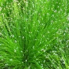 Scirpus Cernuus Fibre Optic 1Ltr Pond Plant