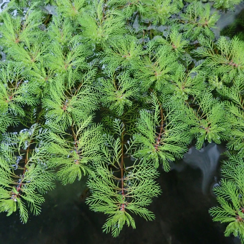 Myriophyllum Brasiliensis Red Stem Red Stemmed Parrots Feather - Image 2