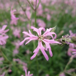 Lychnis Flos Cuculi Ragged Robin