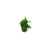 Bucephalandra Crisped Leaves Live Tropical Plant Single