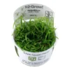 Tropica In Vitro 1-2-grow! Helanthium Tenellum 'Green'