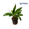 Cryptocoryne Undulata Live Plant Potted