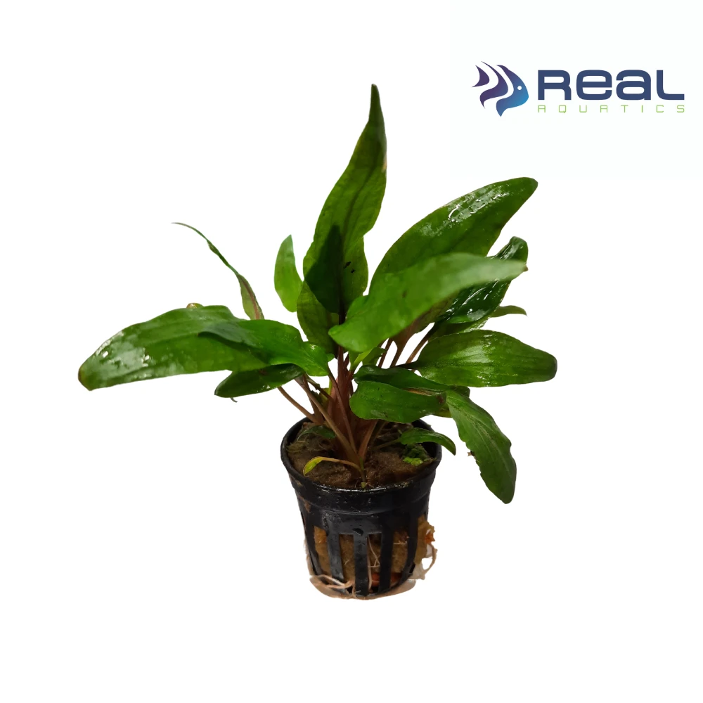 Cryptocoryne Undulata Live Plant Potted