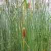Typha Gracilis Bulrush