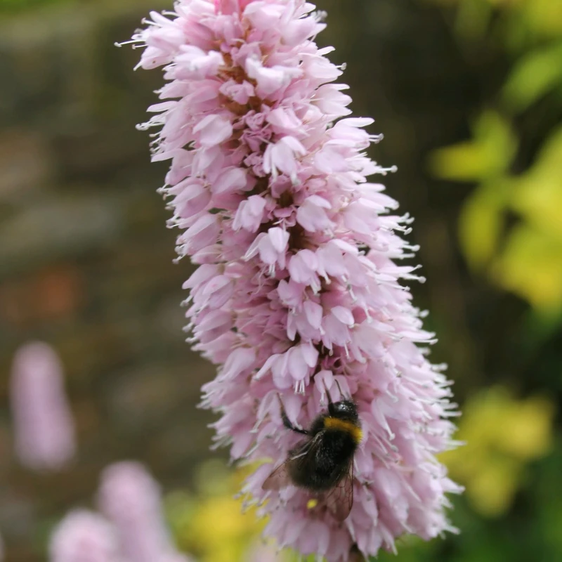 Persicaria Bistorta Common Bistort - Image 3
