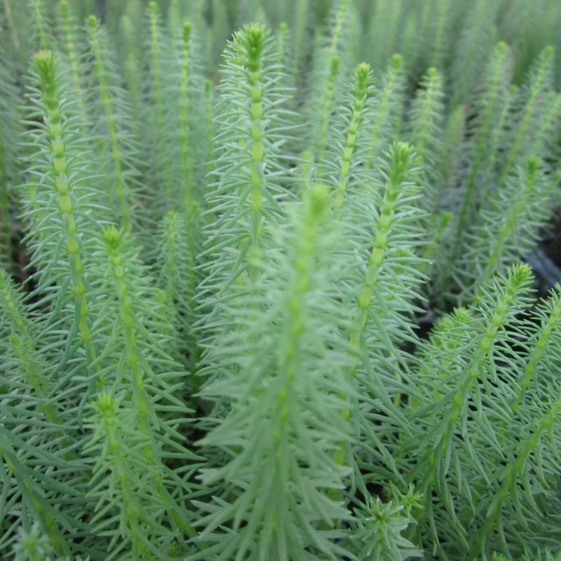 Hippuris Vulgaris Mares Tail 1 Ltr - Image 2