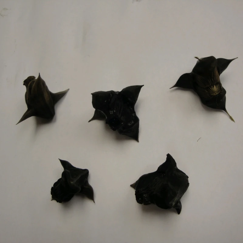 Trapa Natans Nuts - Water Chestnut - Image 2