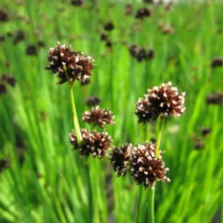 Juncus Ensifolius Swordleaf Rush