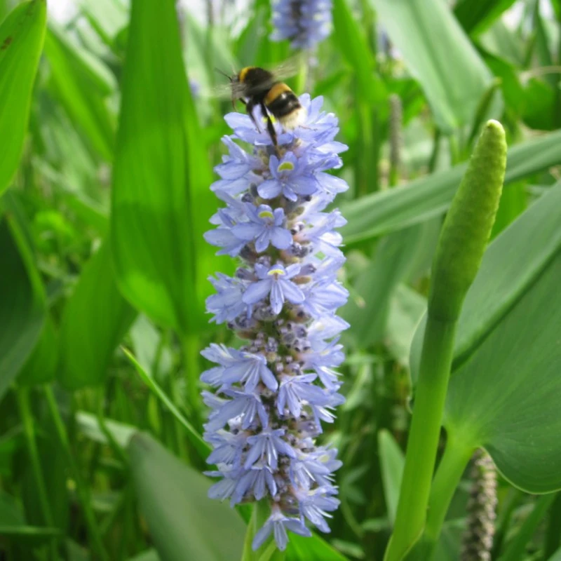Pontederia Cordata Lanceolata Giant Pickerel Weed - Image 2