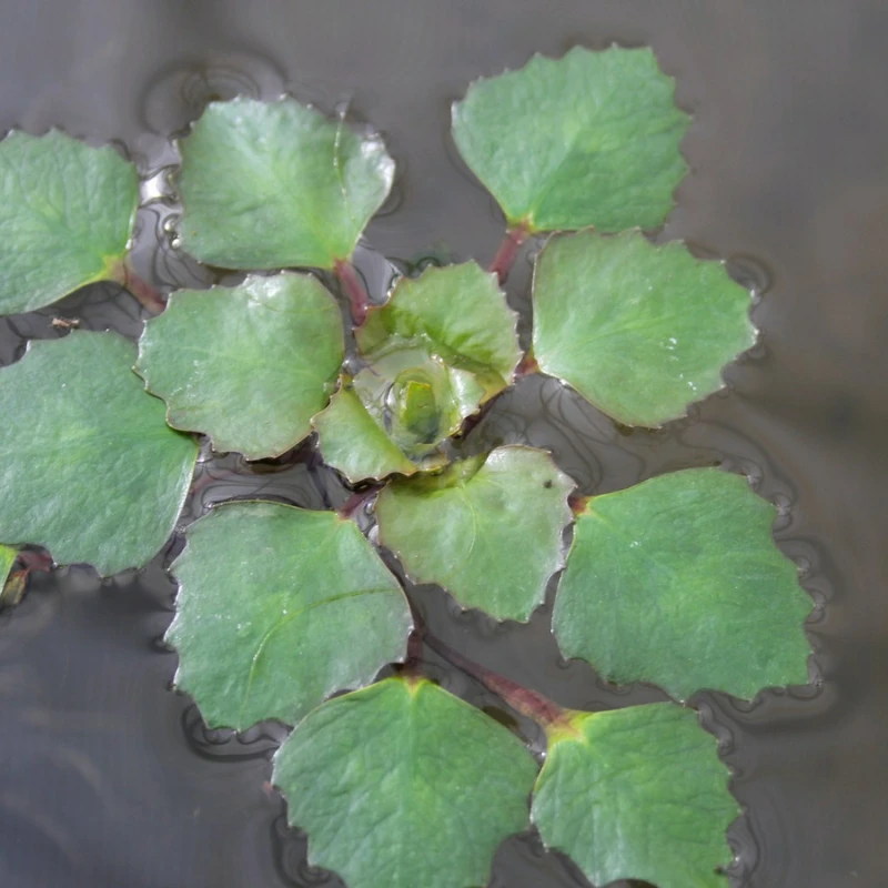 Trapa Natans Water Chestnut - Image 2