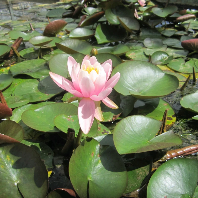 Nymphaea Odorata Firecrest Water Lily 3 Ltr