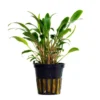 Cryptocoryne Lucens Live Tropical Plant Potted