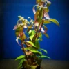 Alternanthera Reineckii Scarlet Temple Live Tropical Plant Potted
