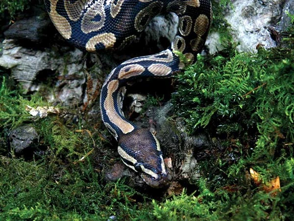 Arcadia Pro T5 UVB Kit ShadeDweller Max 2.5% UVB 14w - Image 4