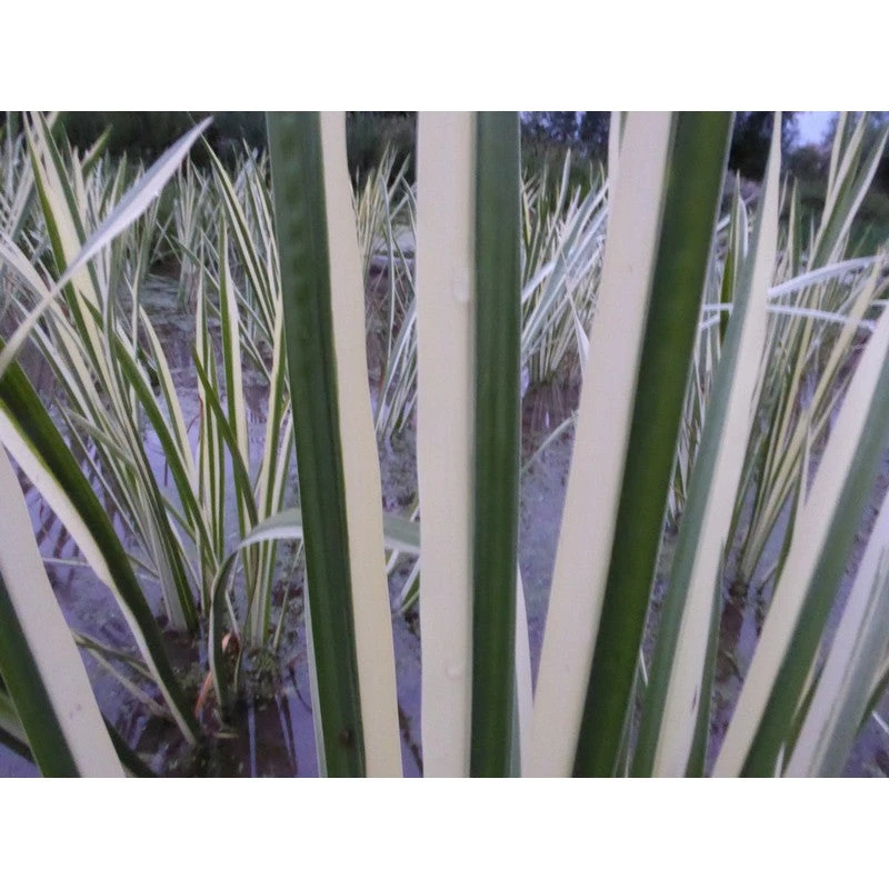 Acorus Calamus Variegatus 1 Litre And 3 Litre Live Plant - Image 5