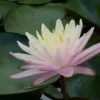Nymphaea Barbara Dobbins Water Lily