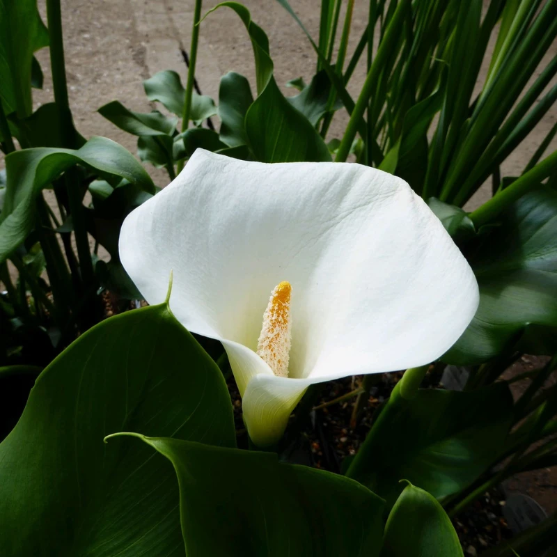 Zantedeschia Aethiopica Crowborough Arum Lily - Image 7