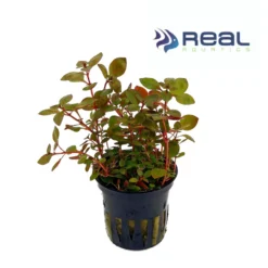 Ludwigia Palustris Red